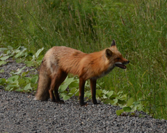 Vulpes vulpes rubricosa
