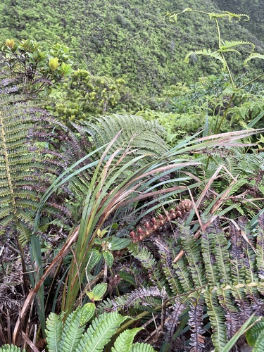 Machaerina mariscoides observed 2022-02-27