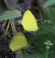 Eurema desjardinsii