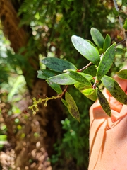 Gaultheria paniculata