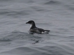 Pelecanoides garnotii