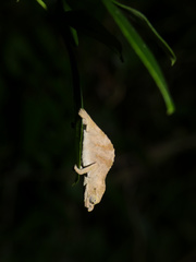 Rhampholeon marshalli