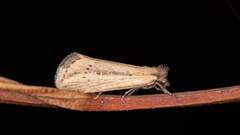Acrapex albicostata