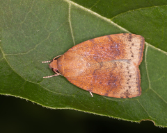 Austrocarea iocephala