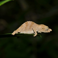 Rhampholeon marshalli