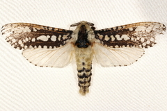 Endoxyla decoratus