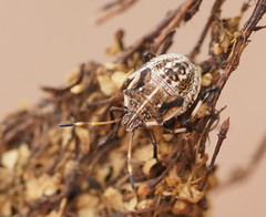 Oncocoris geniculatus