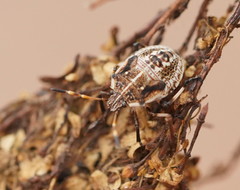 Oncocoris geniculatus