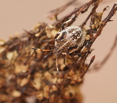 Oncocoris geniculatus