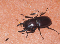 Prosopocoilus torresensis