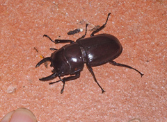 Prosopocoilus torresensis