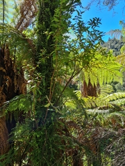 Gaultheria paniculata