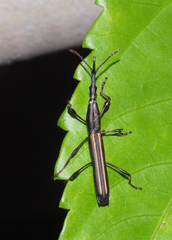 Ithystenus hollandiae