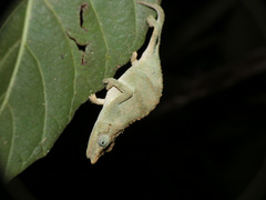 Rhampholeon marshalli