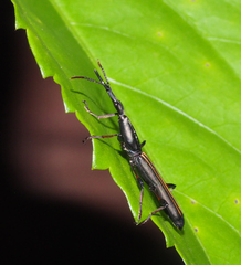 Ithystenus hollandiae