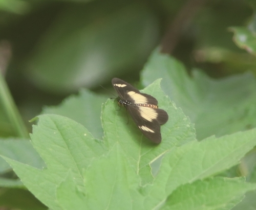Dusky Acraea photo 4