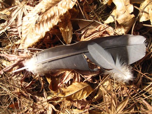 Plume de Tourterelle orientale