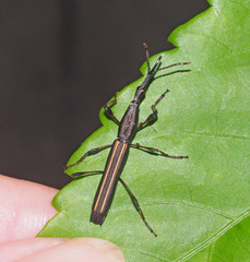 Ithystenus hollandiae