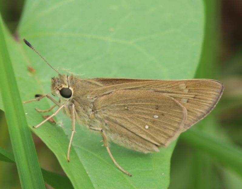 False Swift
