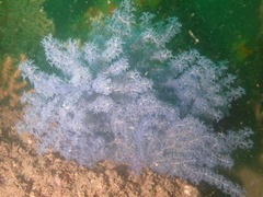 Anthogorgia divaricata