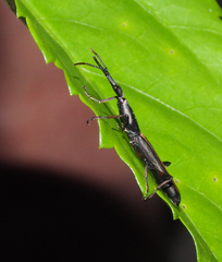 Ithystenus hollandiae