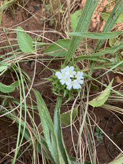 Crabbea angustifolia
