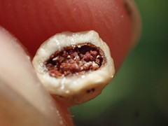 Ceroplastes cirripediformis