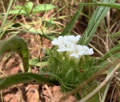 Crabbea angustifolia