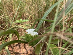 Crabbea angustifolia
