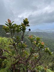 Syzygium sandwicense