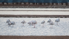 Phoenicopterus roseus