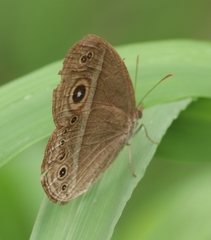 Brakefieldia perspicua