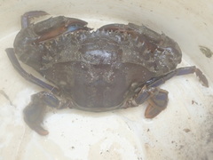 Charybdis japonica
