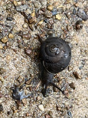 Sauroconcha corneovirens
