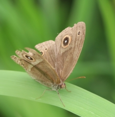 Brakefieldia perspicua