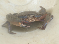 Charybdis japonica