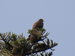Parabuteo unicinctus