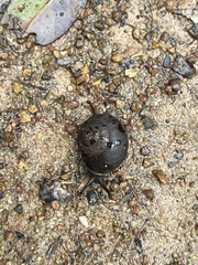 Sauroconcha corneovirens