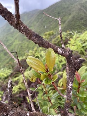 Syzygium sandwicense