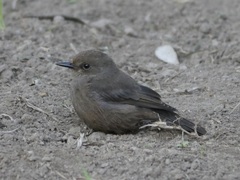 Pyrocephalus rubinus