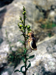 Ephippiger diurnus cunii