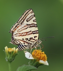 Cigaritis natalensis