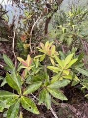 Myrsine lessertiana