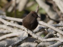 Pyrocephalus rubinus