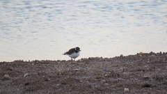Charadrius hiaticula