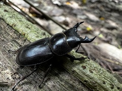 Serrognathus kyanrauensis