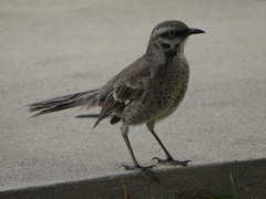 Mimus longicaudatus