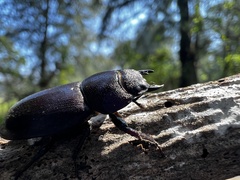 Serrognathus kyanrauensis