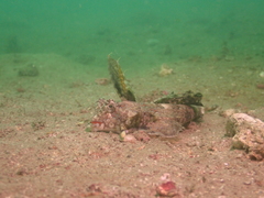 Dactylopus dactylopus
