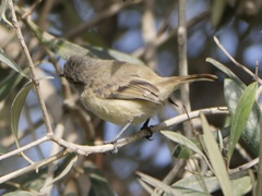 Camptostoma obsoletum